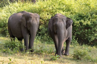 Asya fili (Elephas maximus) doğada Wayand orman alanı, Güney Hindistan fotoğrafı