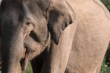 Asya fili (Elephas maximus) doğada Wayand orman alanı, Güney Hindistan fotoğrafı