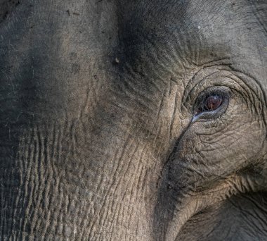 Asya fili (Elephas maximus) doğada Wayand orman alanı, Güney Hindistan fotoğrafı