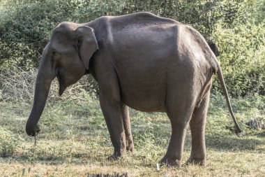Asya fili (Elephas maximus) doğada Wayand orman alanı, Güney Hindistan fotoğrafı