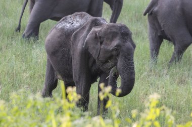Asya fili (Elephas maximus) doğada Wayand orman alanı, Güney Hindistan fotoğrafı