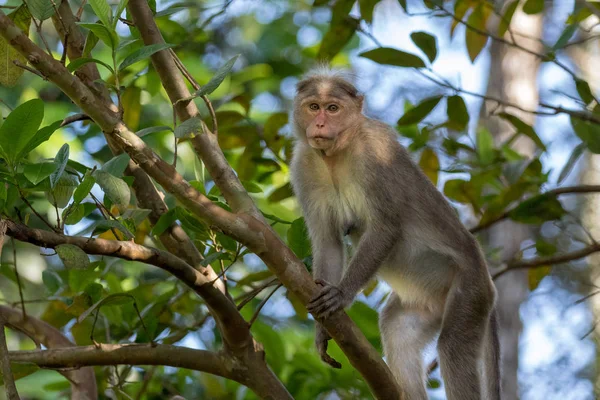 Bonnet Macaque Macaca Radiata Visto Natura Withing Giungla Wayanad Kerala — Foto Stock