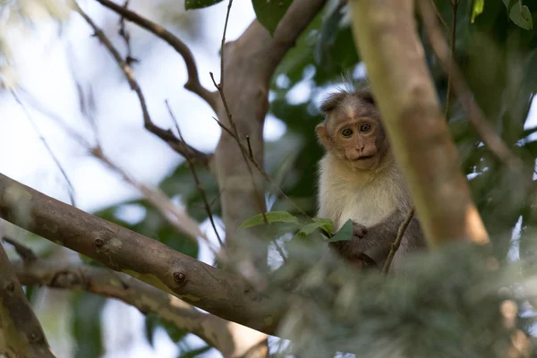 Bonnet Macaque Macaca Radiata Visto Natura Withing Giungla Wayanad Kerala — Foto Stock