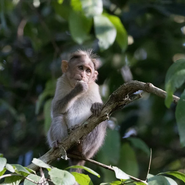 Bonnet Macaque Macaca Radiata Visto Natura Withing Giungla Wayanad Kerala — Foto Stock