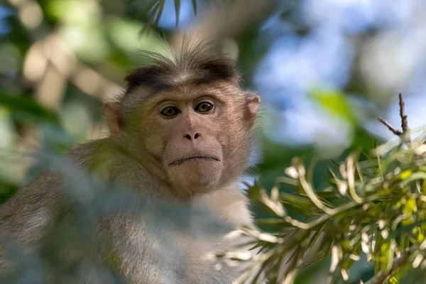 Bonnet Macaque Macaca Radiata Visto Natura Withing Giungla Wayanad Kerala — Foto Stock