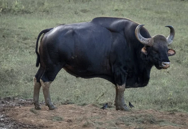 Дикий Индийский Бизон Гаур Bos Gaurus Видели Джунглях Wayanad Керала — стоковое фото