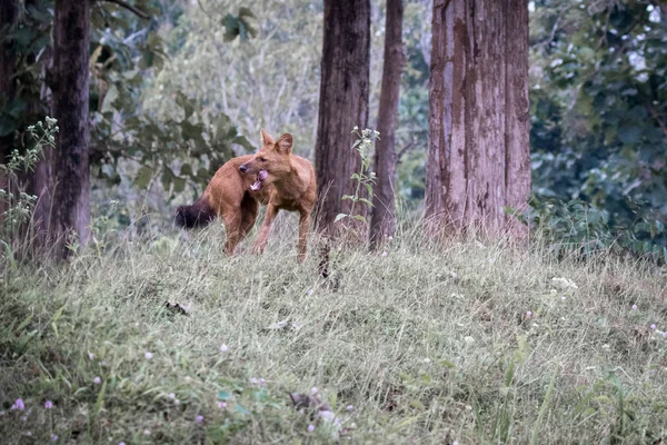 Ινδική Άγριο Σκυλί Dhole Cuon Alpinus Δει Στη Ζούγκλα Wayanad — Φωτογραφία Αρχείου