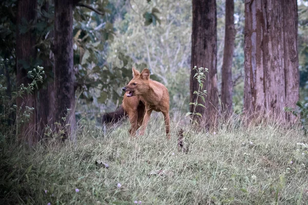 Ινδική Άγριο Σκυλί Dhole Cuon Alpinus Δει Στη Ζούγκλα Wayanad — Φωτογραφία Αρχείου