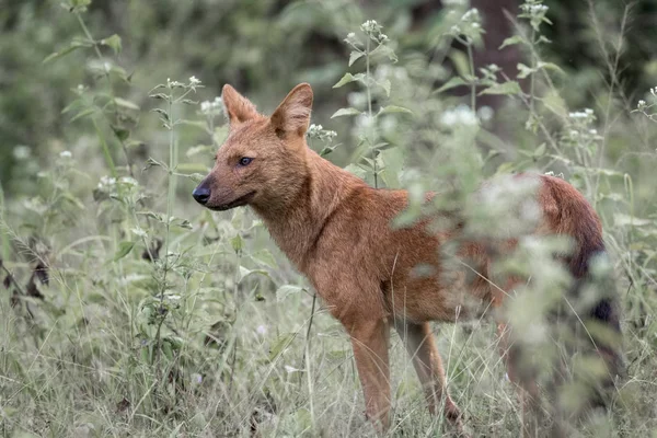 Perro Salvaje Indio Agujero Cuon Alpinus Visto Wayanad Jungle Kerala — Foto de Stock