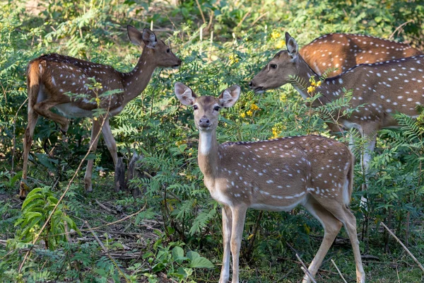 Chital Cheetal Axis Axis Spotted Deer Axis Deer Seen Wayanad — Stock Photo, Image