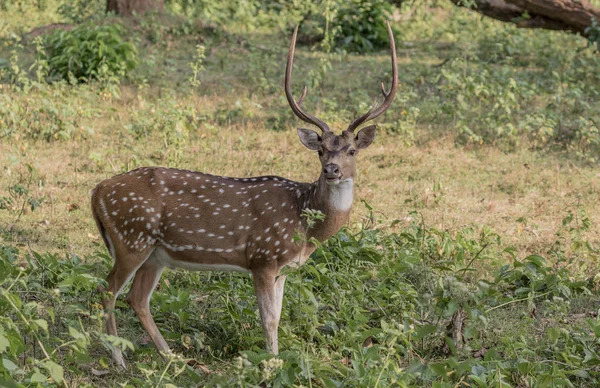 Chital Cheetal Lub Spotted Deer Lub Jeleń Axis Wayanad Dżungli — Zdjęcie stockowe