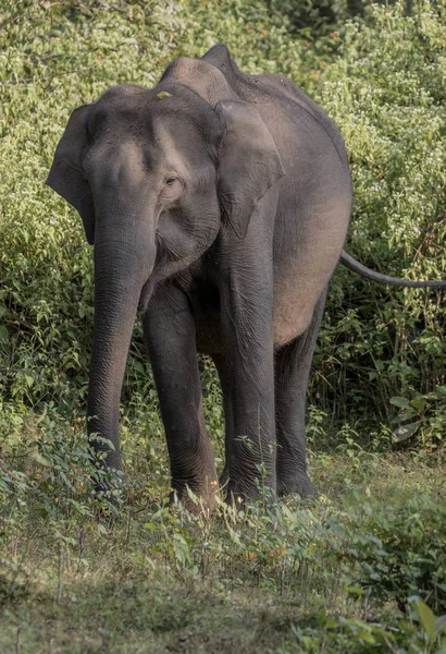 Asian Elephant Elephas Maximus Photographed Wild Wayand Jungle Area Southern — Stock Photo, Image