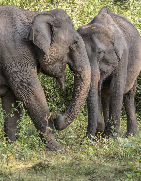 Asian Elephant Elephas Maximus Photographed Wild Wayand Jungle Area Southern — Stock Photo, Image
