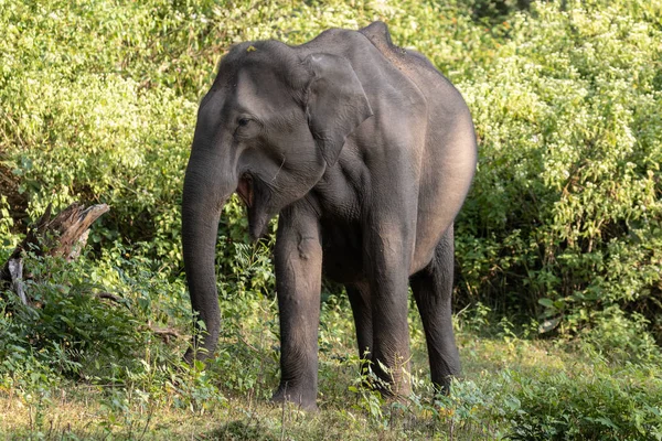 Asian Elephant Elephas Maximus Photographed Wild Wayand Jungle Area Southern — Stock Photo, Image