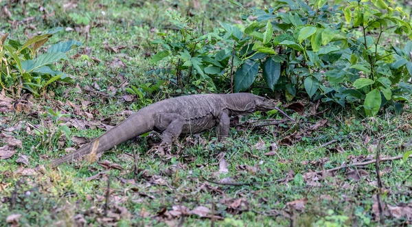 Dziki Monitor Jaszczurka Wayanad Dżungli Indie — Zdjęcie stockowe