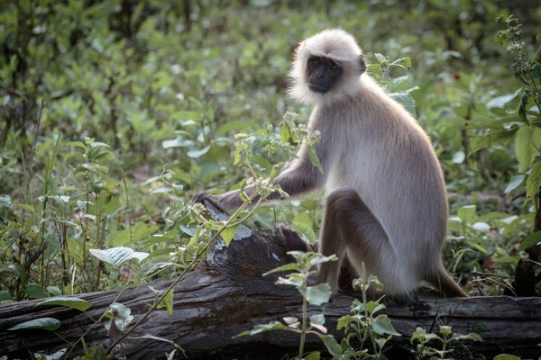 Scimmie Selvatiche Langur Visto Wayanad Giungla Kerala India — Foto Stock