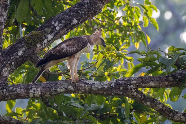 Değiştirilebilir Şahin Kartal Veya Tepeli Şahin Kartal Nisaetus Cirrhatus Türü — Stok fotoğraf