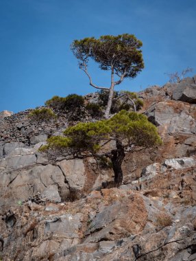 Yalnız Dağ ağacı, dağın tepesinde Ne Crete, Yunanistan için görülen.