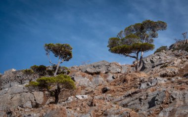 Yalnız Dağ ağacı, dağın tepesinde Ne Crete, Yunanistan için görülen.