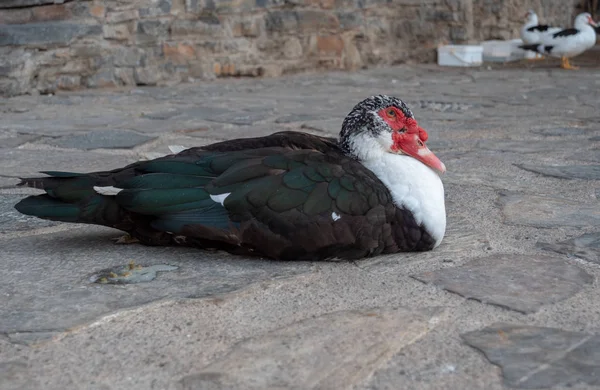 Pato moscovita — Foto de Stock