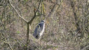 4k 60fps Vahşi Gri Heron ağaçta hala oturan