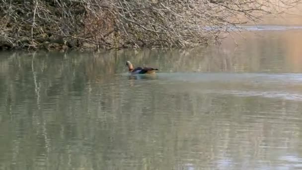 Fps Egipski Geese Pływanie Jeziorze — Wideo stockowe