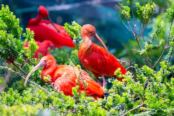 Μια Όμορφη Scarlet Ibis Στη Βλάστηση — Φωτογραφία Αρχείου