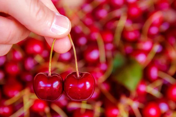 Picking Two Cherries Fingers Many Cherries Background — Stock Photo, Image