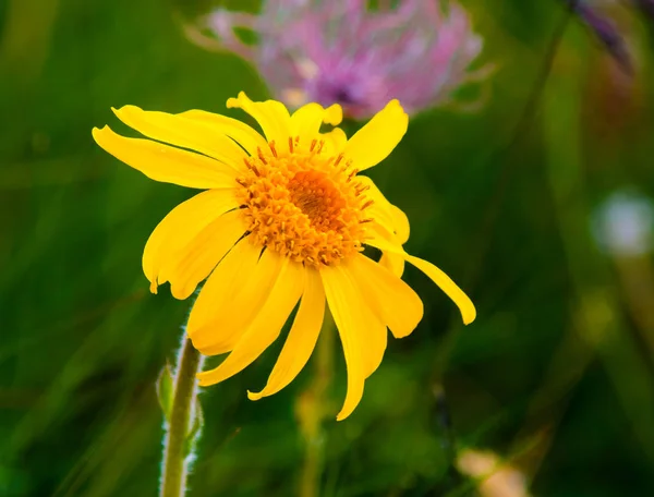 Primer Plano Flor Arnica Montana Utilizado Como Una Medicina Herbal — Foto de Stock