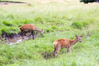İki kadın kırmızı geyik (doe) bir doğal park