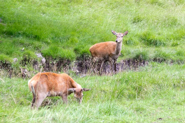 Deux Cerfs Rouges Femelles Biche Dans Parc Naturel — Photo