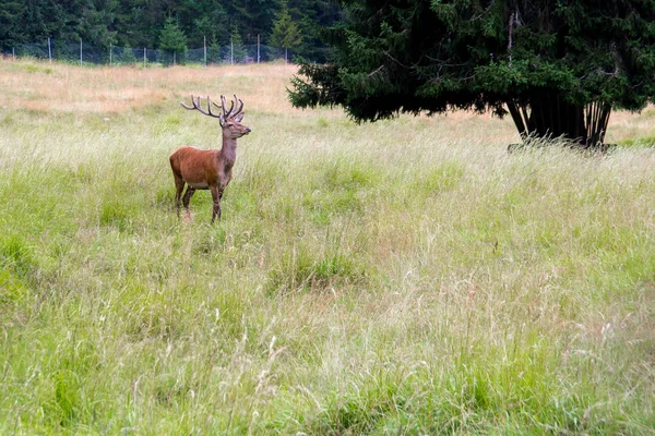 Male Red Deer Stag Natural Park — Stock Photo, Image