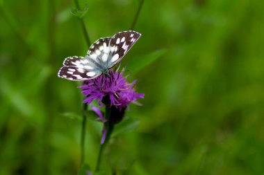 bir Melanargia galathea, bir kelebek sık mermer beyaz aradı. mor bir çiçek