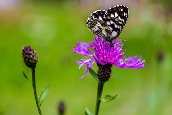 Een Melanargia Galathea Een Dagvlinder Vaak Genoemd Dambordje Een Paarse — Stockfoto