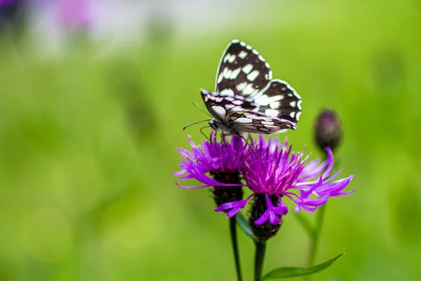 Melanargia Galathea Butterfly Commonly Called Marbled White Purple Flower — Stock Photo, Image