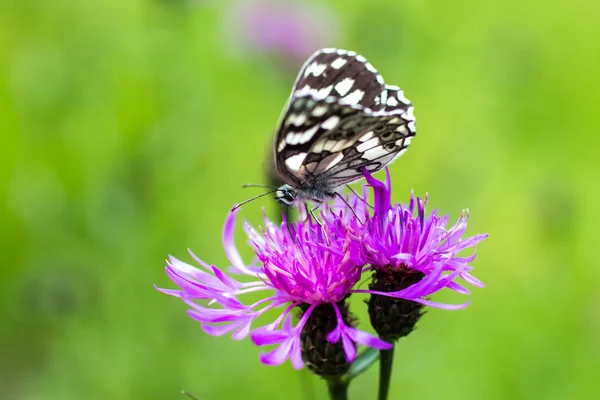 Lucine Motýl Běžně Nazývá Mramorovaný Bílá Fialový Květ — Stock fotografie