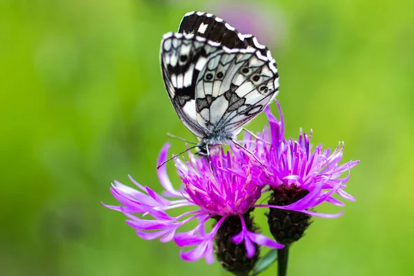 Melanargia Galathea Butterfly Commonly Called Marbled White Purple Flower — Stock Photo, Image