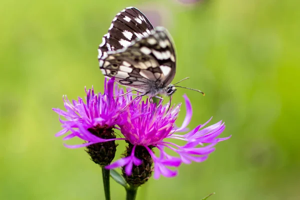 Een Melanargia Galathea Een Dagvlinder Vaak Genoemd Dambordje Een Paarse — Stockfoto