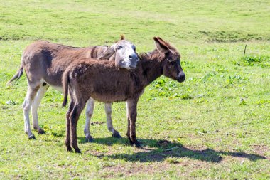 bir eşek ve onun küçük yavru bir çayırda