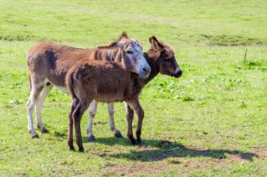 bir eşek ve onun küçük yavru bir çayırda