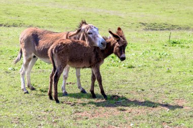 bir eşek ve onun küçük yavru bir çayırda