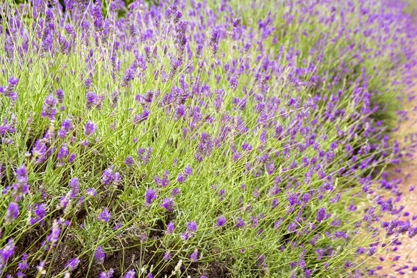 Flores de lavanda — Fotografia de Stock