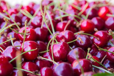 Bir demet İtalyan kirazı manzarası