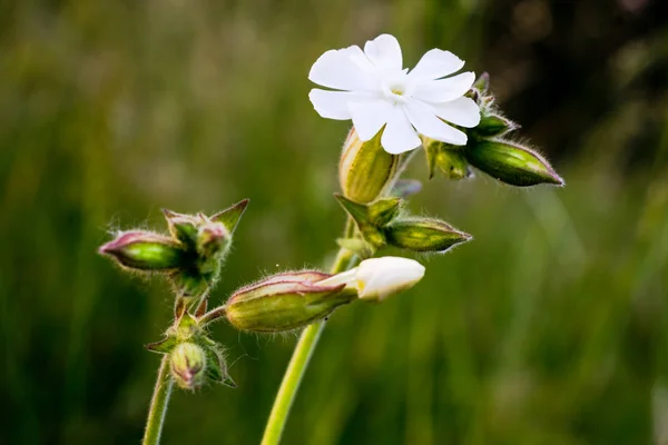 Silene latifolia —  Fotos de Stock