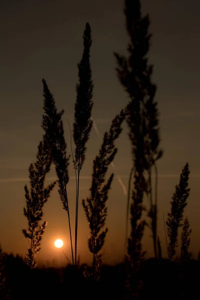 Gressblader ved solnedgang – stockfoto