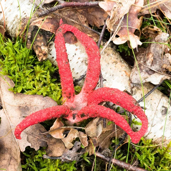 Curioso hongo rojo Clathrus Archeri —  Fotos de Stock
