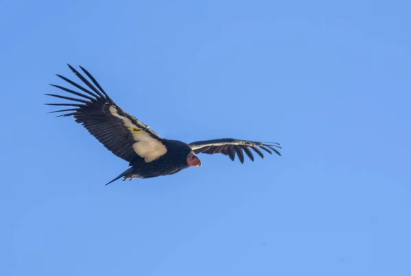 Califórnia Condor — Fotografia de Stock