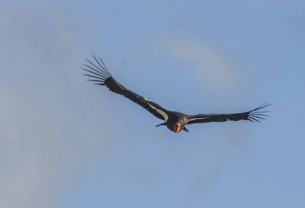 Califórnia Condor — Fotografia de Stock