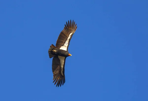 Califórnia Condor — Fotografia de Stock