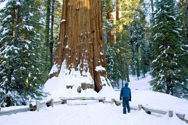 Árbol general Sherman —  Fotos de Stock